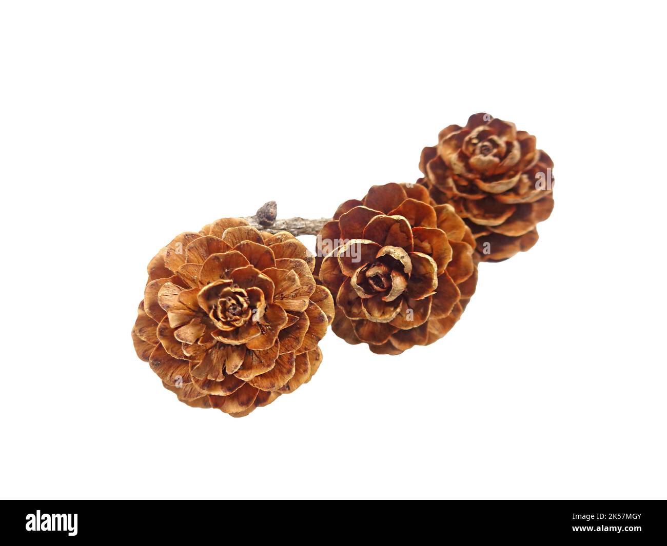 Natural flower-like tiny dry pine cones with branch on White Background Stock Photo