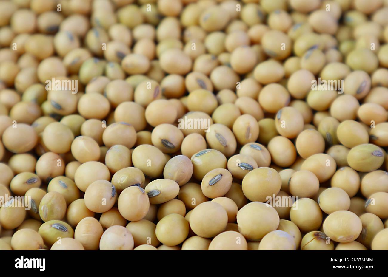 Closeup of pile of dried soybeans for backdrop or banner Stock Photo
