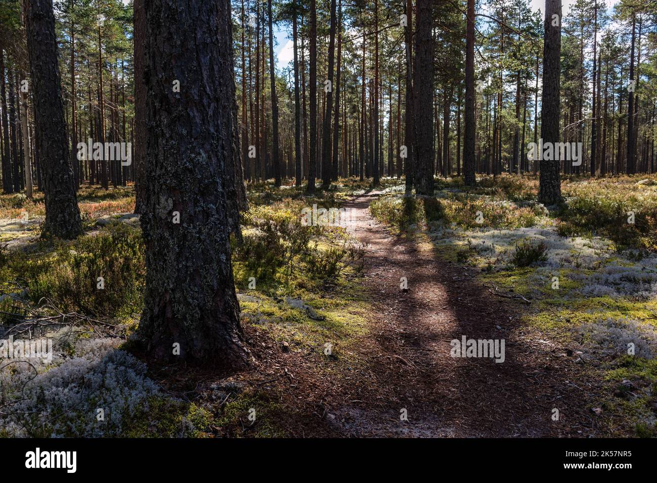 Hiking trail through a forest with large trunks of pine trees in Lauhanvuori National Park, Isojoki, Finland Stock Photo