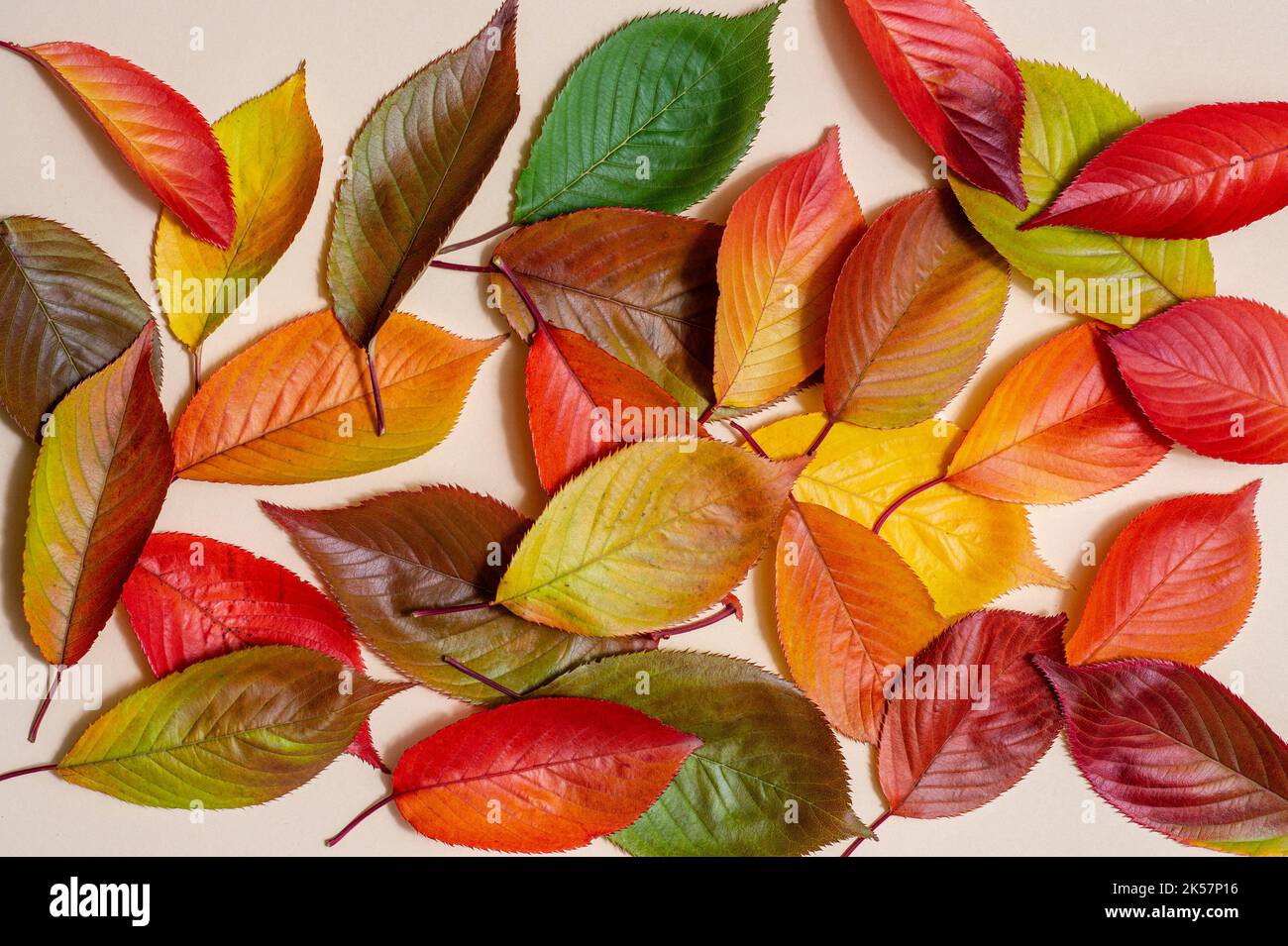 Colorful autumn leaves on beige background. Horizontal autumn theme poster, greeting cards, headers, website and app Stock Photo