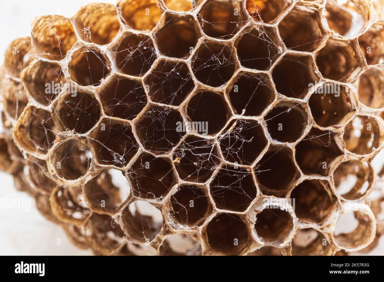 An abandoned nest from paper wasps (Polistes dominula) has cobwebs and a hexagon design Stock Photo