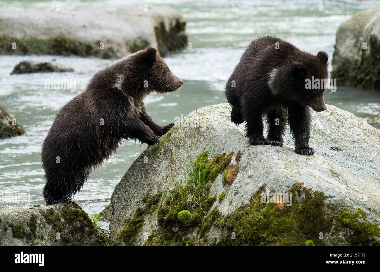 Two brown bear (Ursus arctos) cubs cross rocks in the Chilkoot River in ...