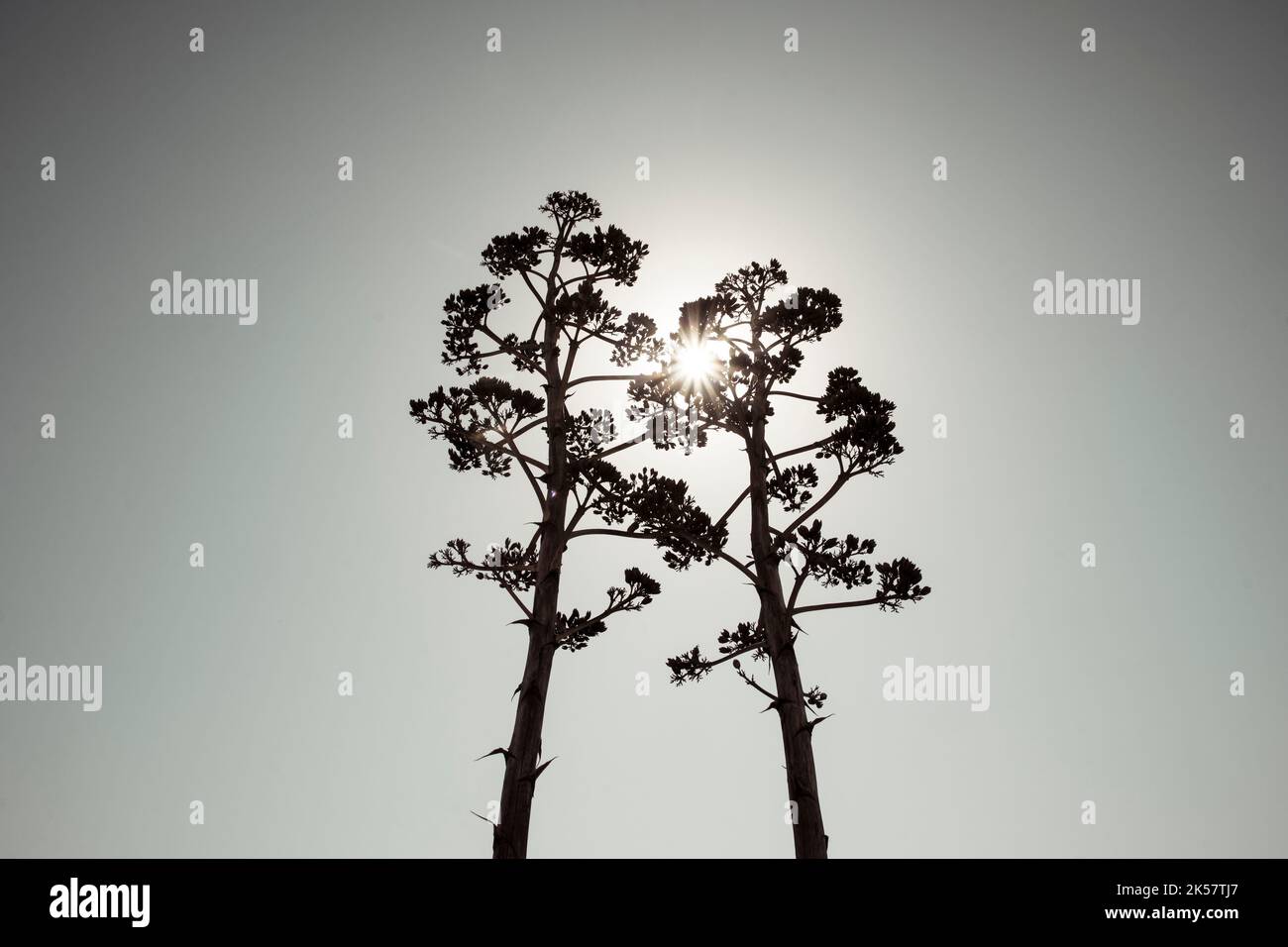 Two Agave salmiana vertical floral stem in silhouette with gray toning. Low angle view. Stock Photo
