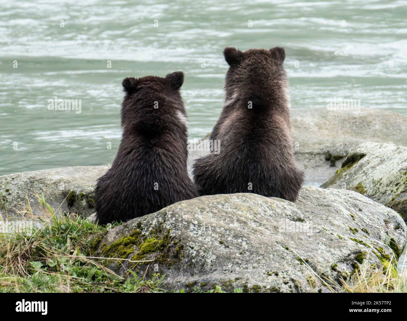 Two brown bear (Ursus arctos) cubs sit on rocks in the Chilkoot River ...