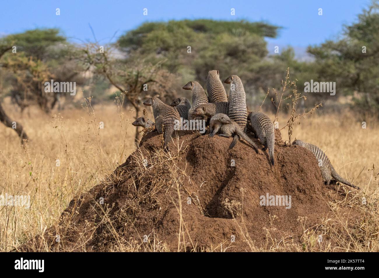 Banded mongoose (Mungos mungo) guarding group on Mound-building termites in Serengti National Park, Tanzania. Stock Photo
