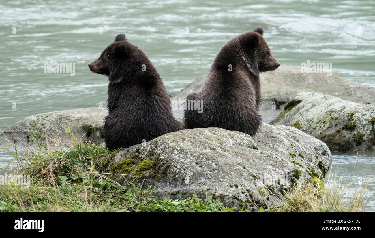 Two brown bear (Ursus arctos) cubs sit on rocks in the Chilkoot River ...