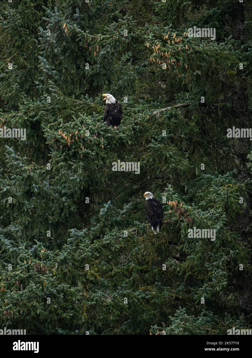 Two bald eagles (Haliaeetus leucocephalus) perch in trees along the Chilkoot River in Alaska. Stock Photo