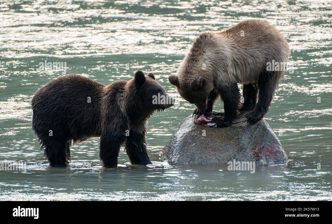 Two brown bear (Ursus arctos) cubs eat salmon from the Chilkoot River ...