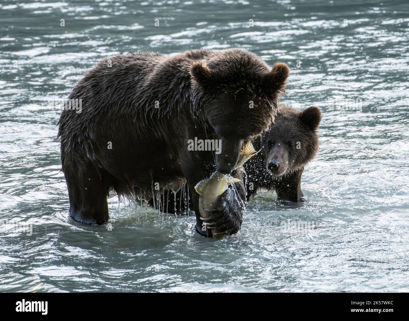 A brown bear (Ursus arctos) cub hopes its mother will share salmon from ...
