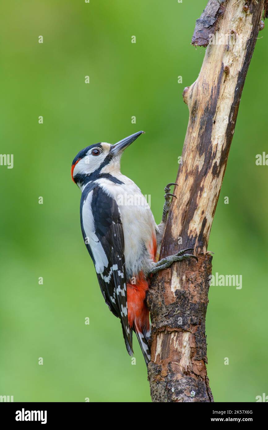 Great spotted woodpecker, Dendrocopos major, perched on a bark stripped branch Stock Photo