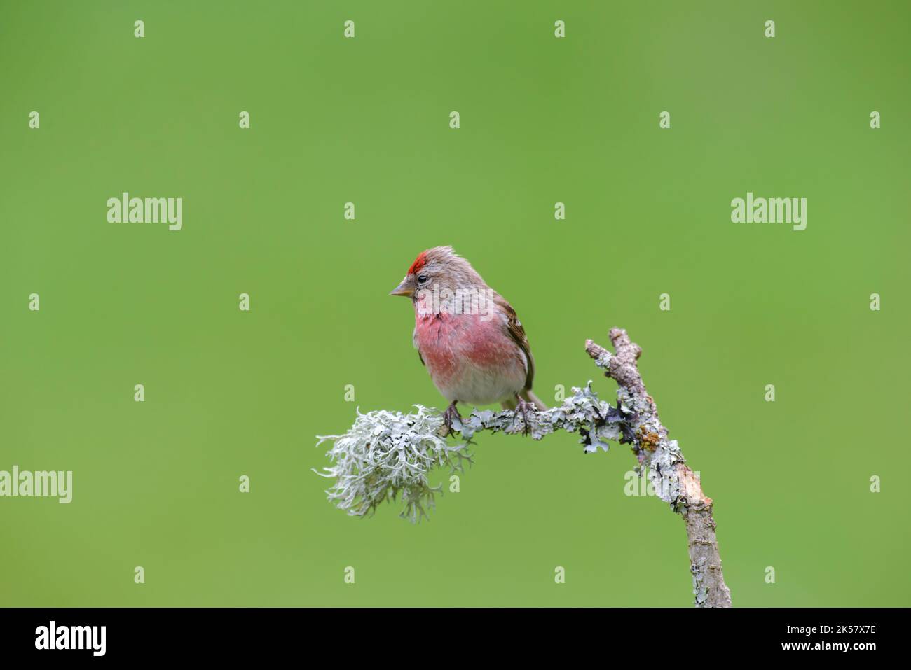 Redpoll, Acanthis Flammea, Male, perched on a lichen covered branch, against a clean green background Stock Photo