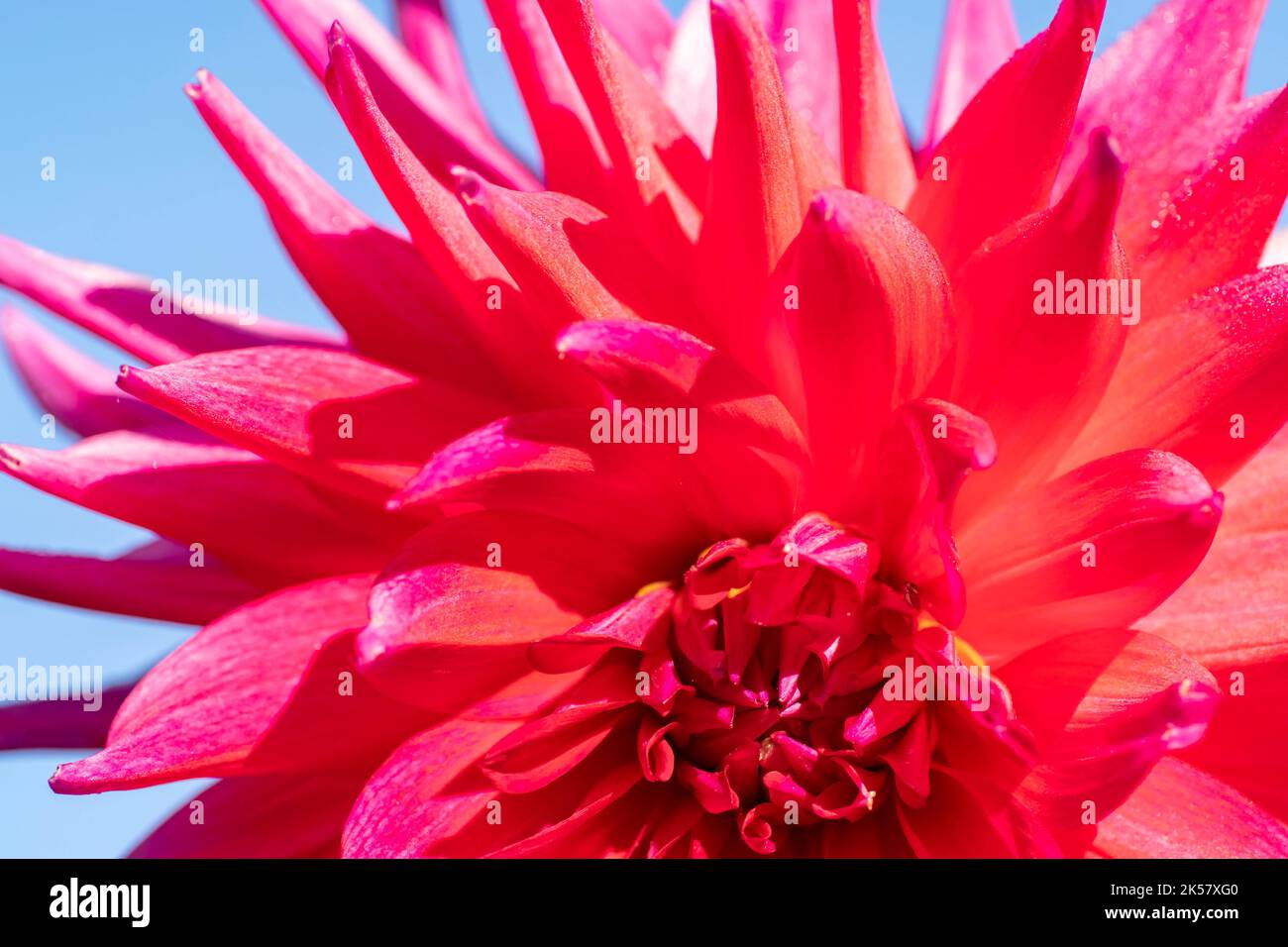 Scarlet dahlia flower closeup, natural natural background Stock Photo
