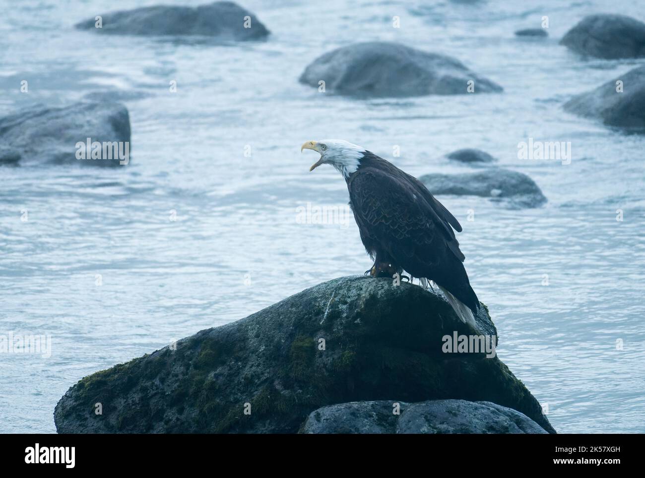 A bald eagle (Haliaeetus leucocephalus) screeches from a rock in the Chilkoot River in Alaska. Stock Photo