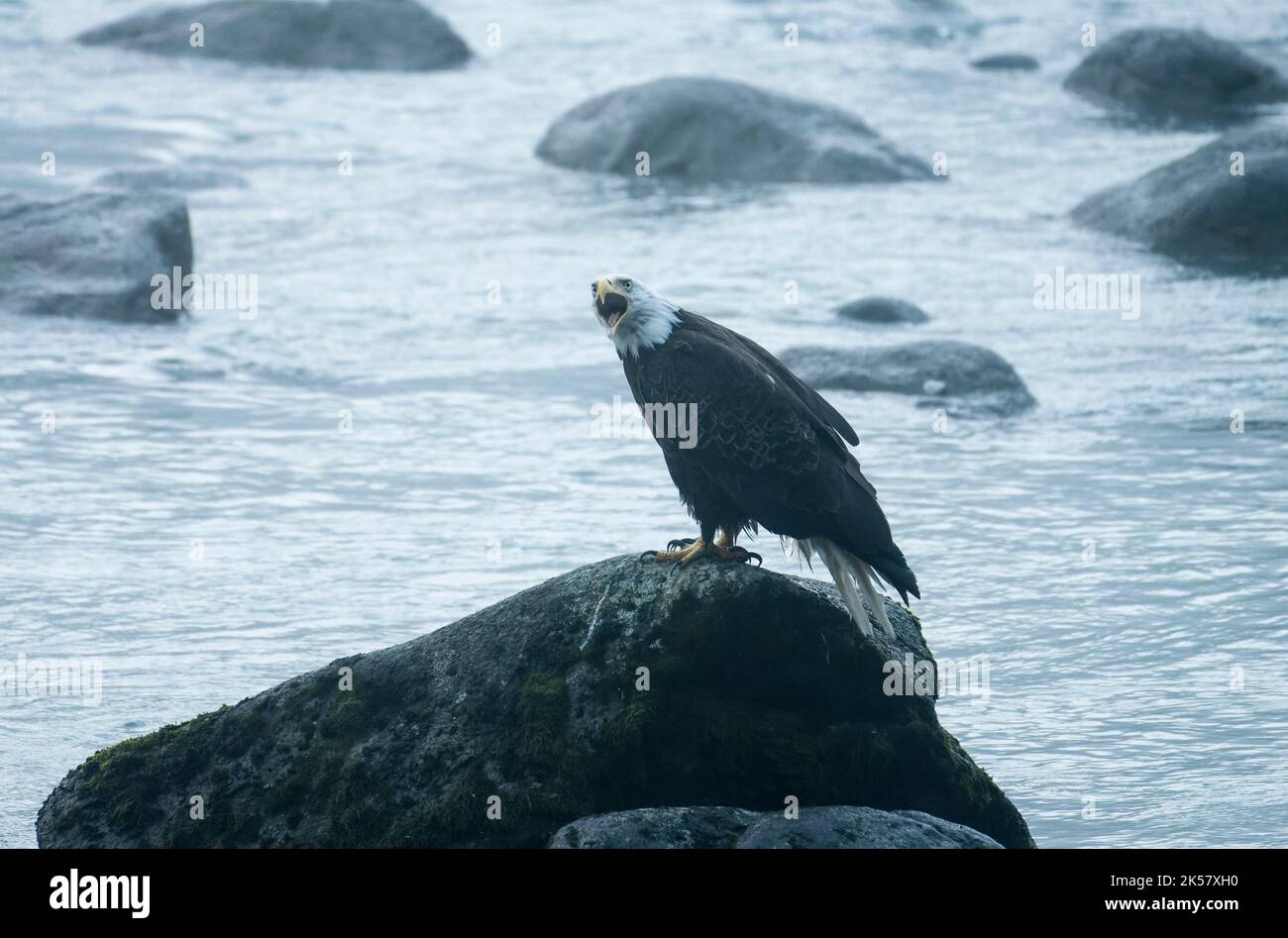 A bald eagle (Haliaeetus leucocephalus) screeches from a rock in the Chilkoot River in Alaska. Stock Photo