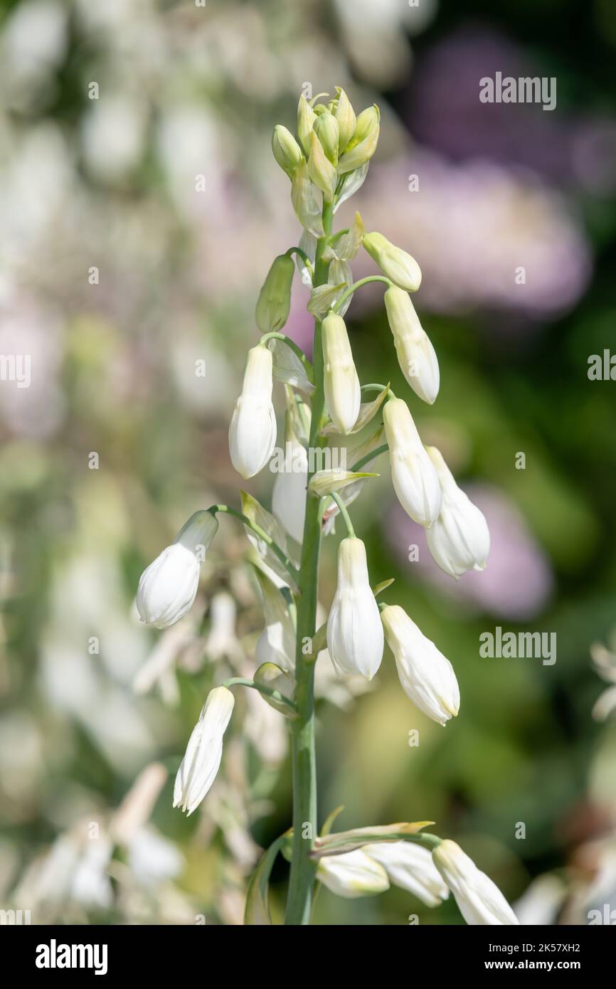Close up of summer hyacinth (galtonia candicans) flowers in bloom Stock Photo