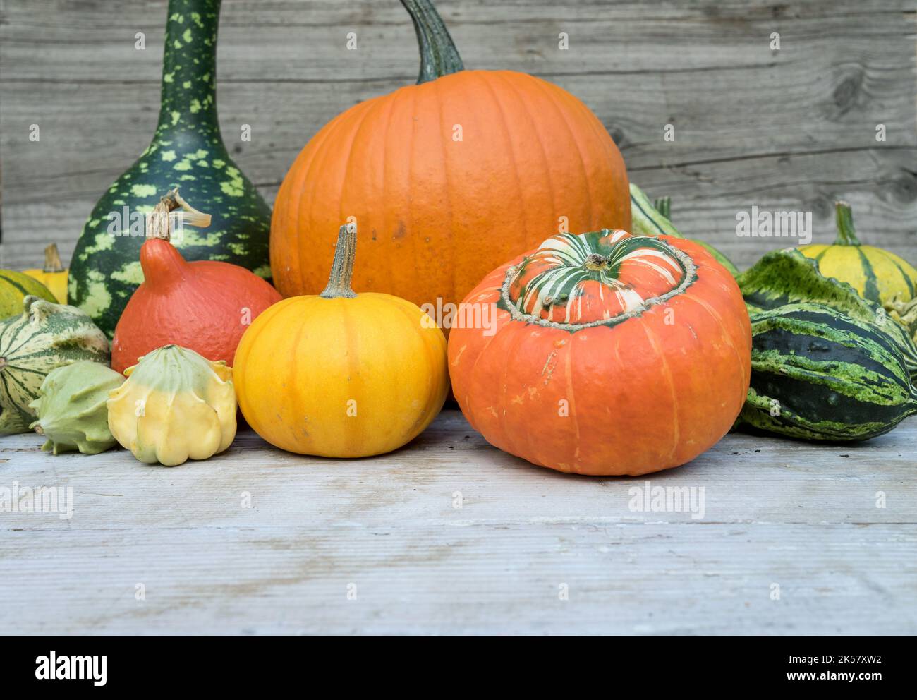 Various pumpkins stand on a table made of light-colored wood Stock ...