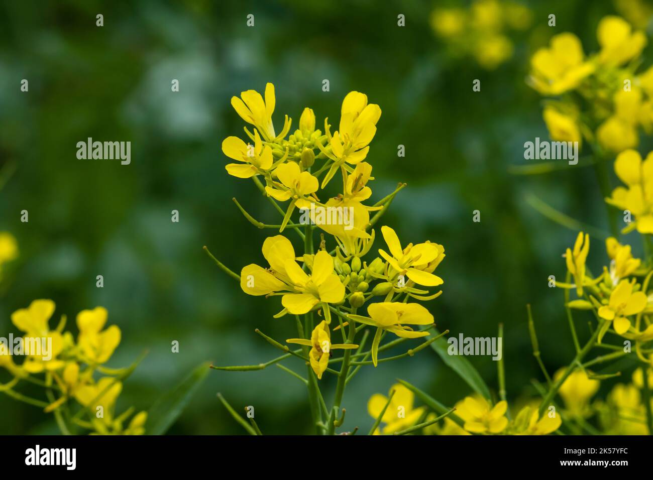Colorful flowering of Jerusalem artichoke, used in herbal medicine