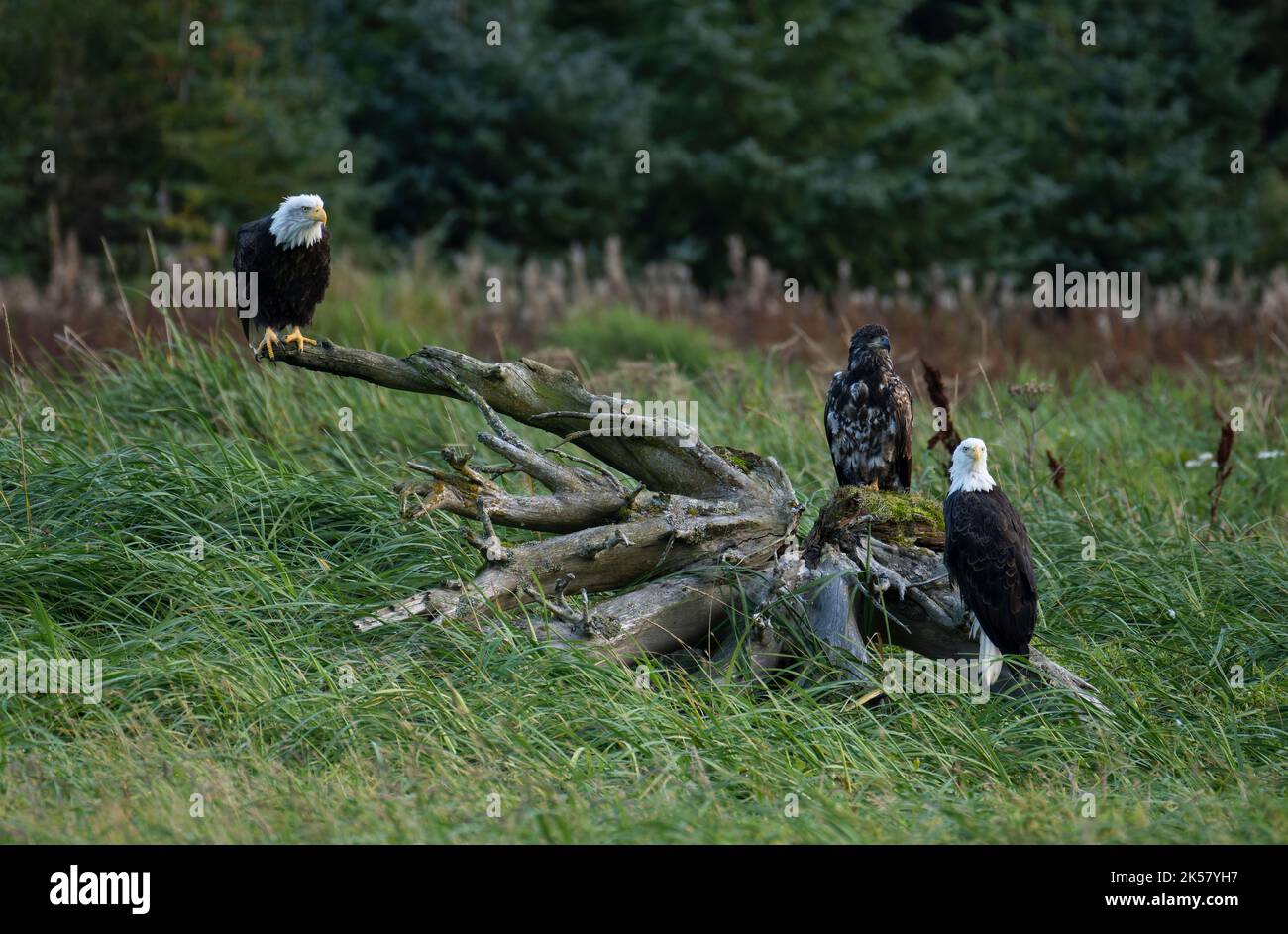 Three bald eagles (Haliaeetus leucocephalus) perch on driftwood in the marsh at the outlet of the Chilkoot River in Alaska. Stock Photo