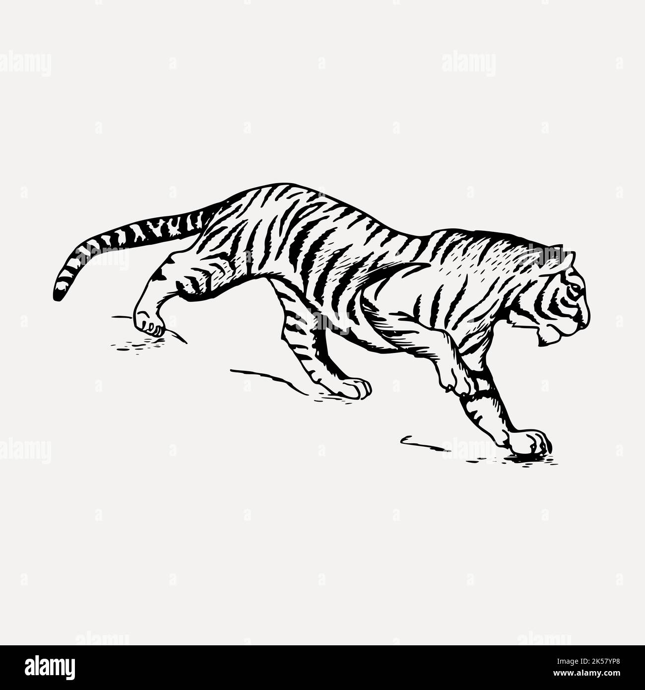 tiger, tiger sketch, tiger drawing, tiger, tiger black, animals, antique, art, artwork, black and white, bw, Stock Vector
