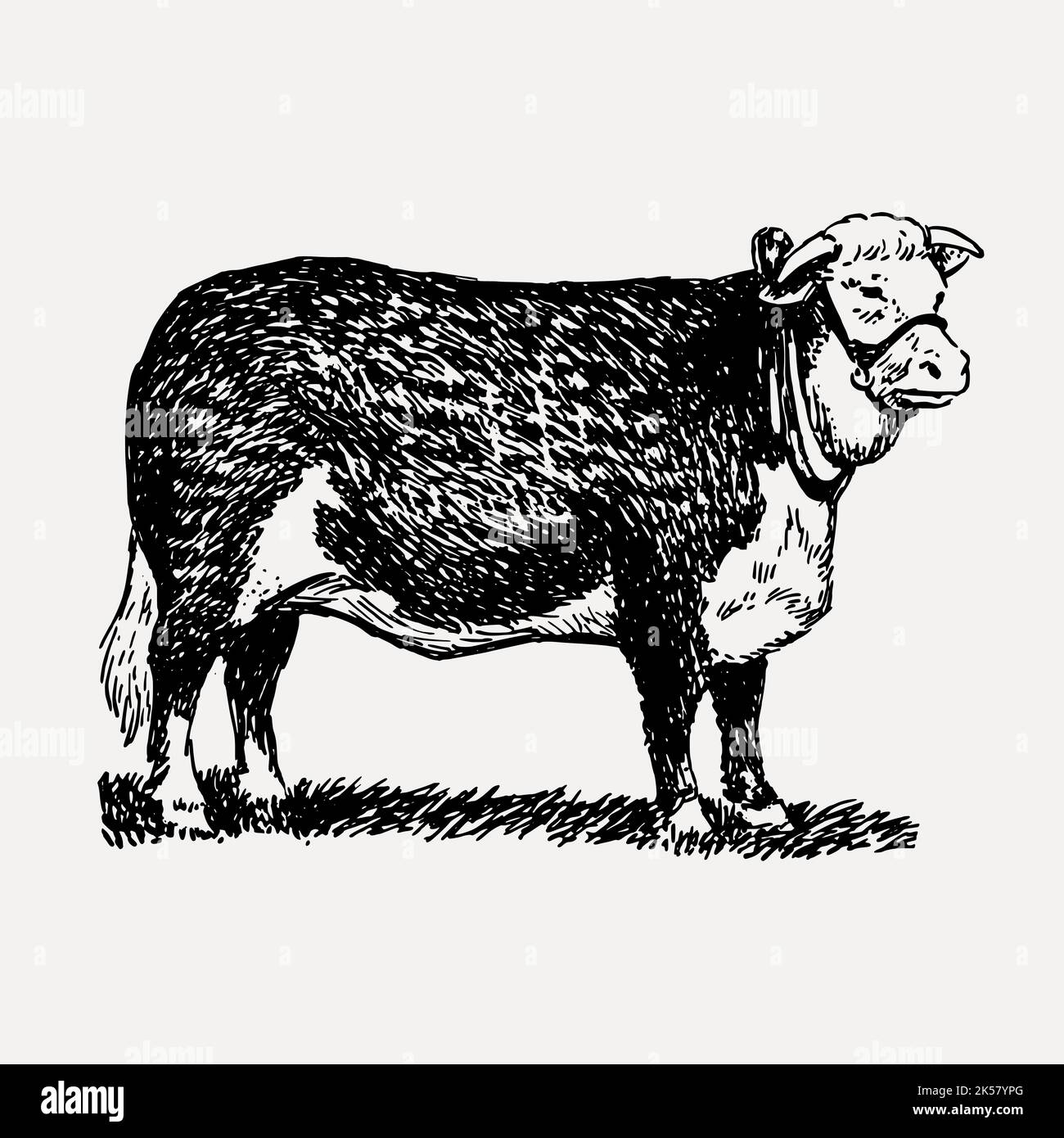 beef, farm, agriculture, animals, antique, art, artwork, beef cattle