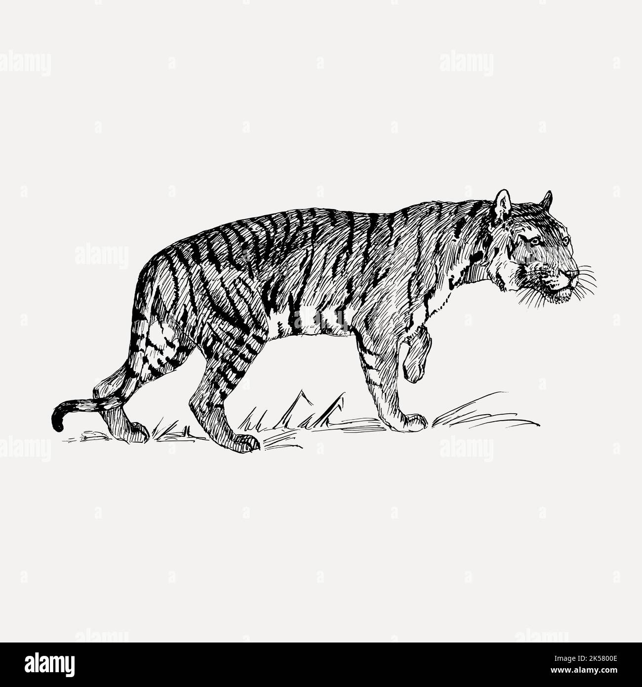 tiger, tiger hand drawn, tiger ink, animals, antique, art, artwork, black and white, bw,clip art, clipart Stock Vector