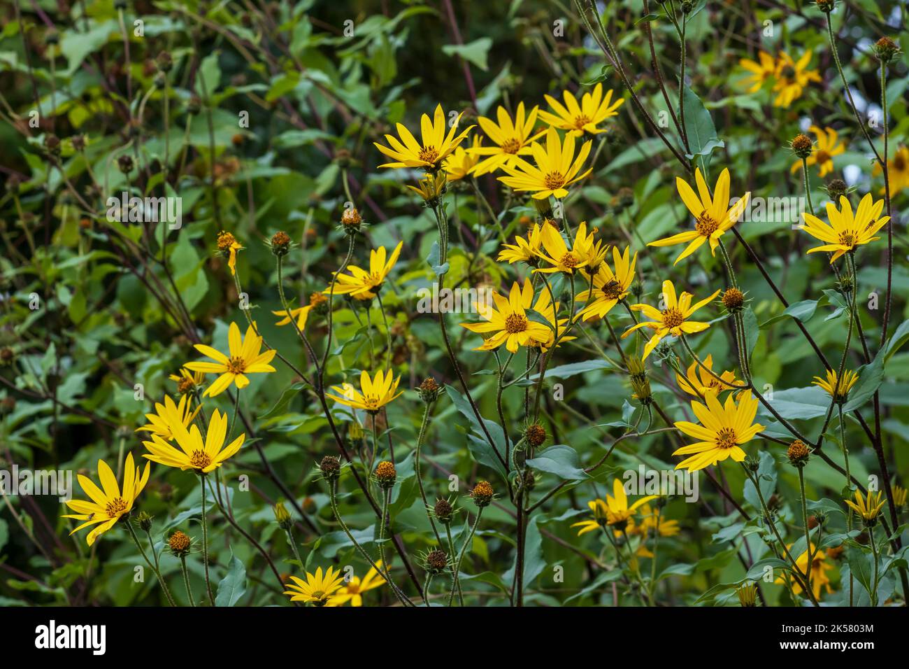 Colorful flowering of Jerusalem artichoke, used in herbal medicine