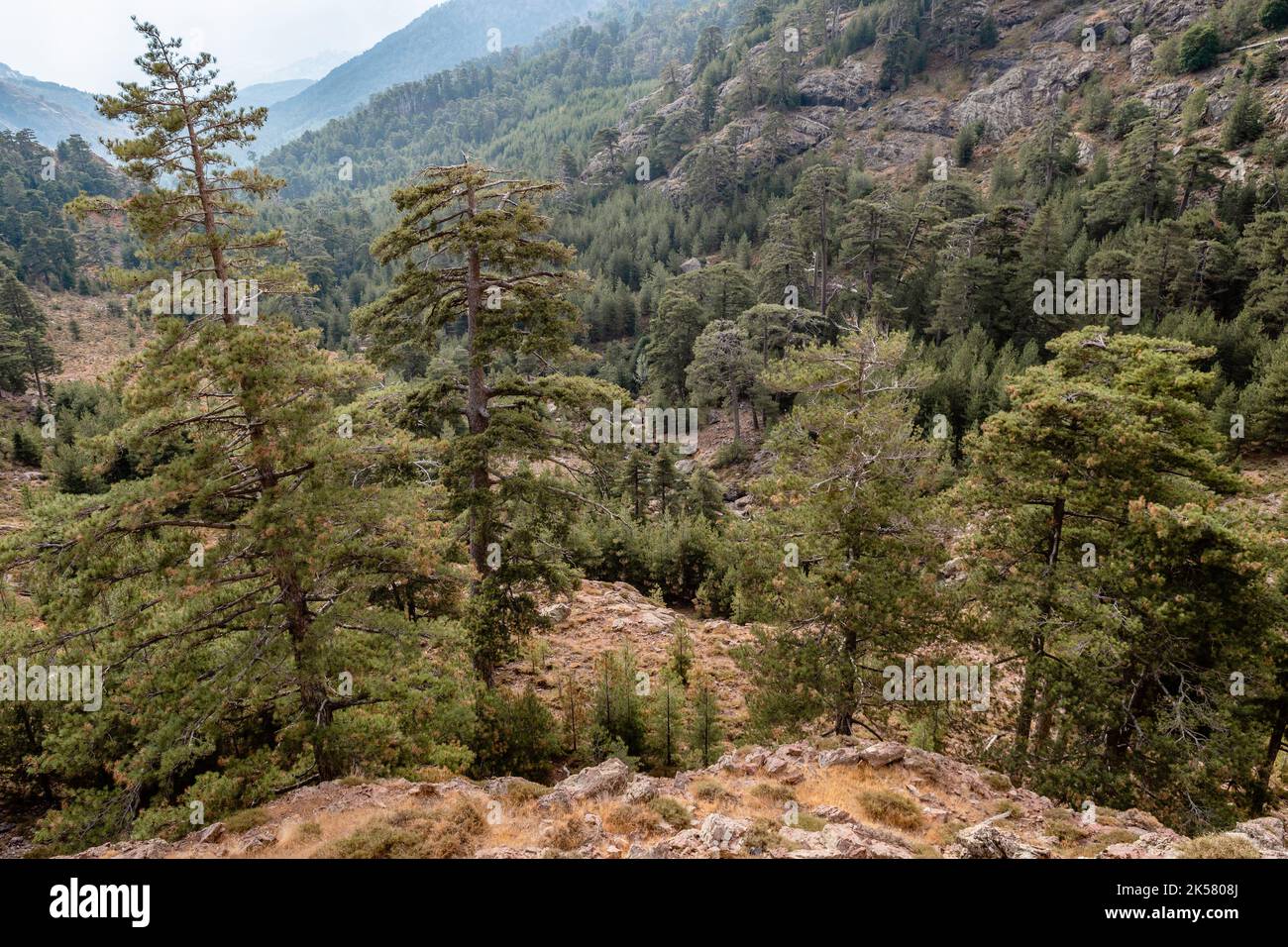 Wooded valley between Tighjettu and Ciottulu di i Mori, GR20, Corsica, France Stock Photo