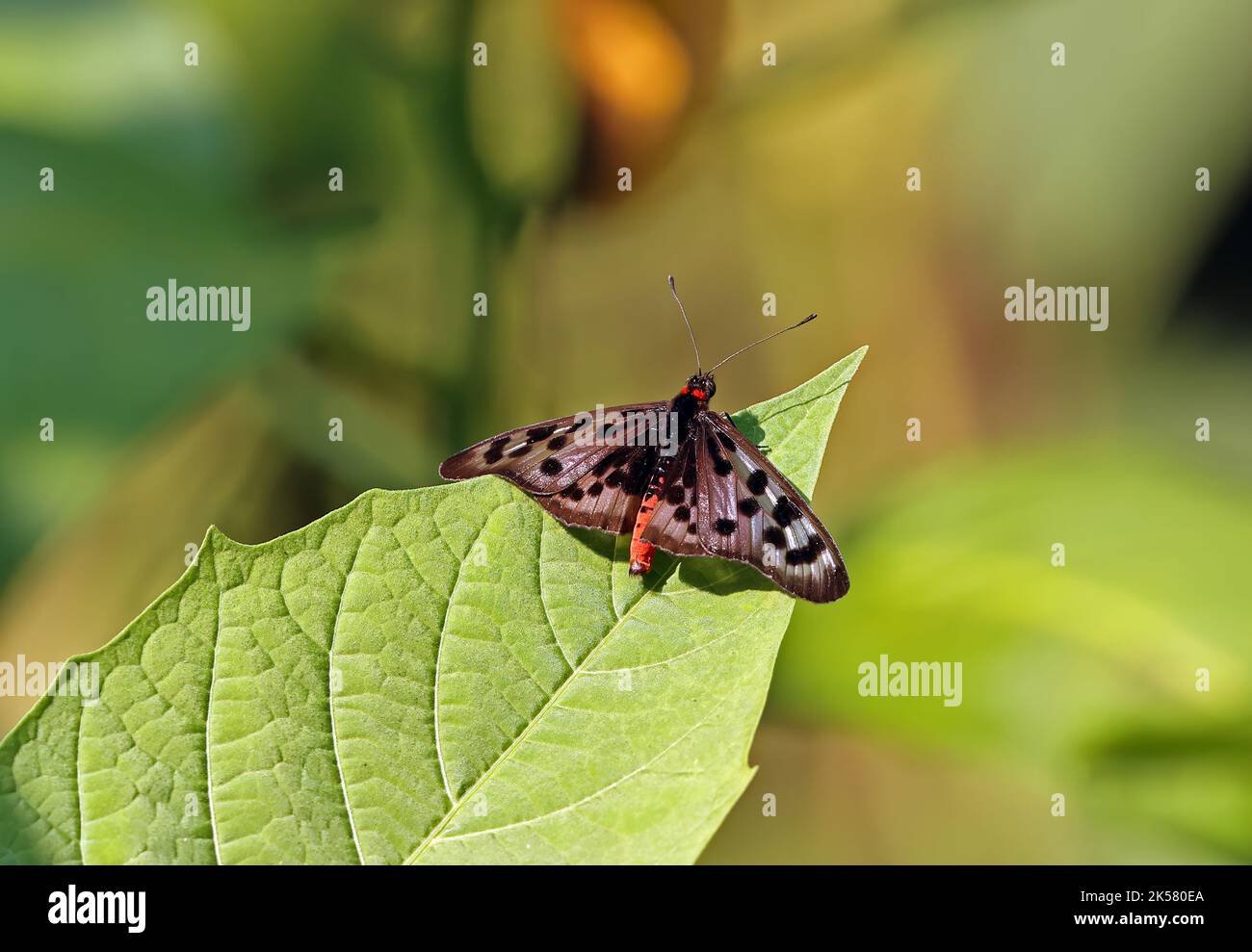 Acraea niobe butterfly adult at rest on leaf with wings open Sao Tome