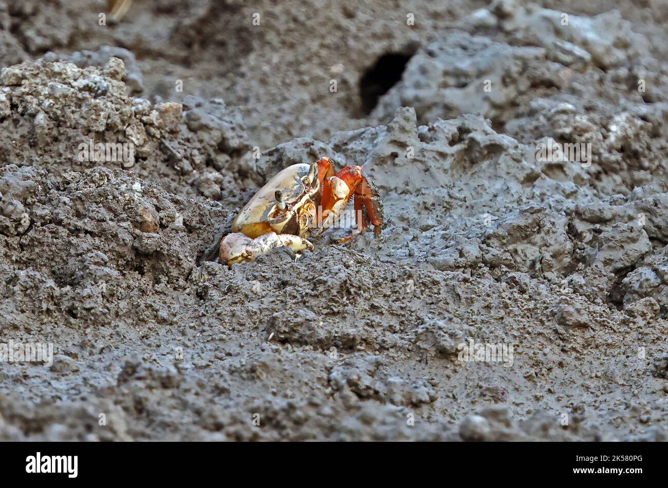 fiddler crab emerging from burrow in mud Sao Tome, Sao Tome and