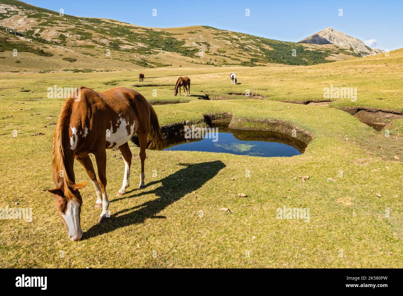 Horses grazing near the pozzines at lac de Nino between le Castel de Vergio and Manganu, GR20, Corsica, France Stock Photo