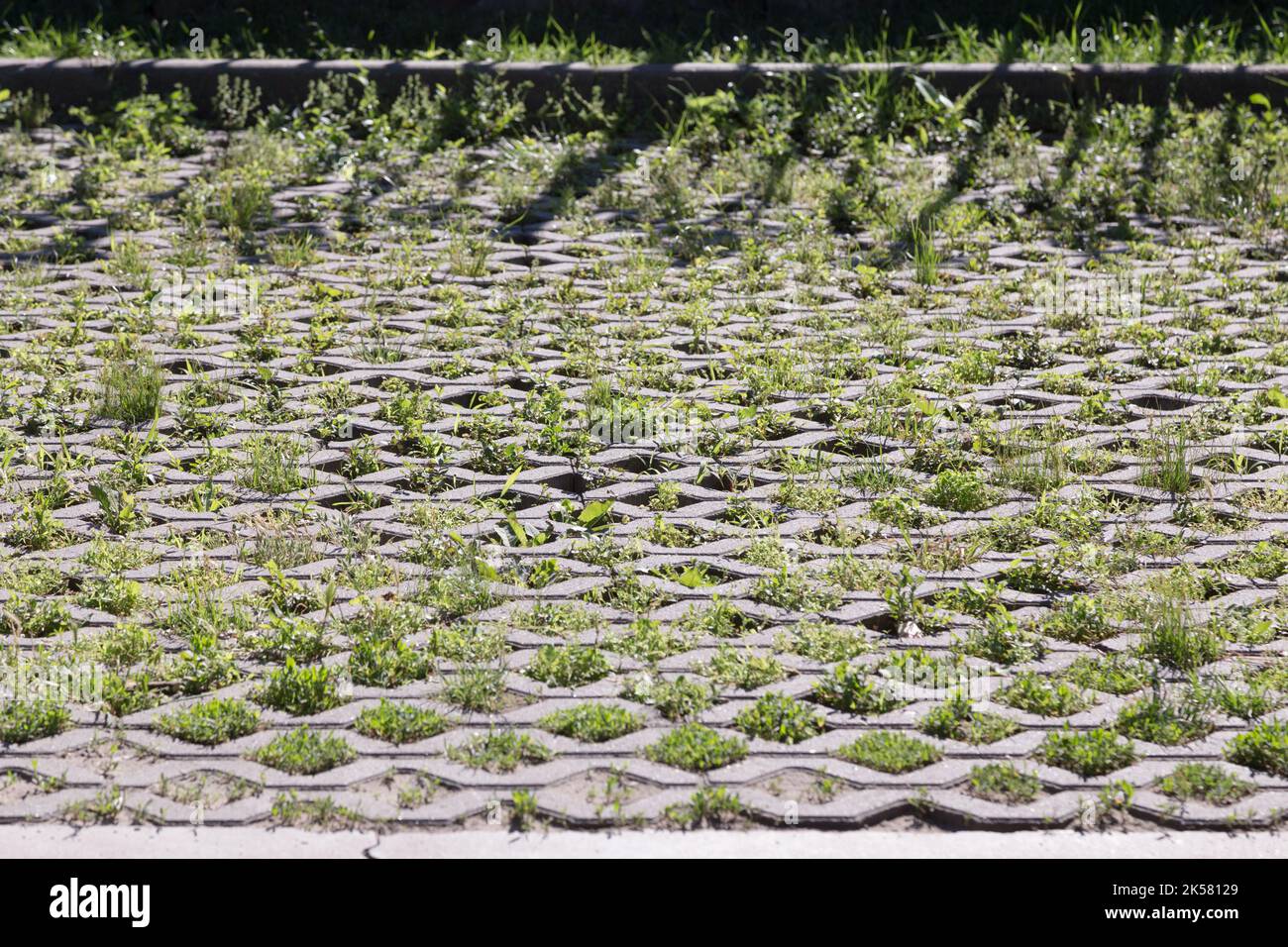 Green grass between the sidewalk square tiles. Grass and cement
