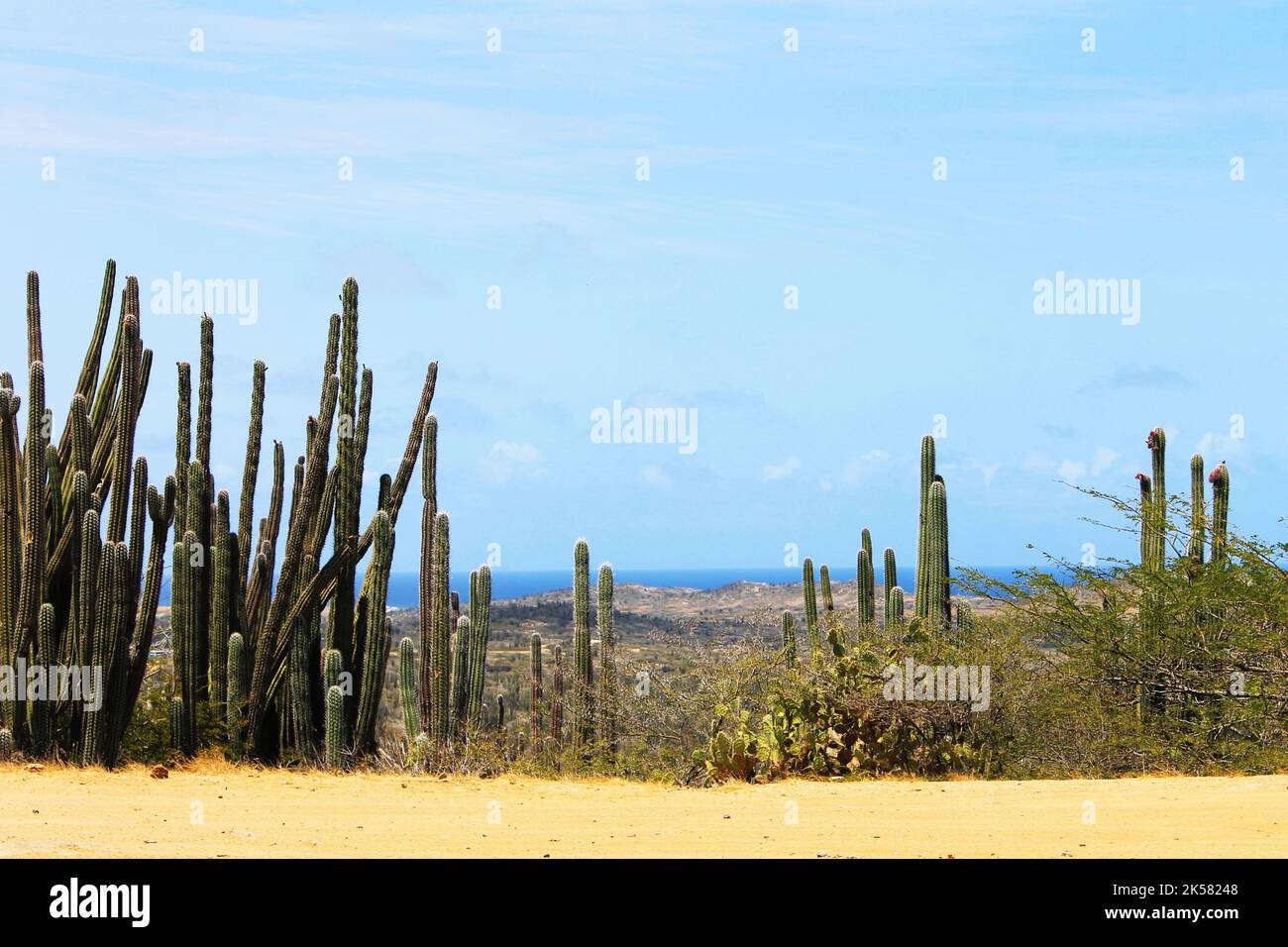 Cactus growing in the desert in Aruba Stock Photo