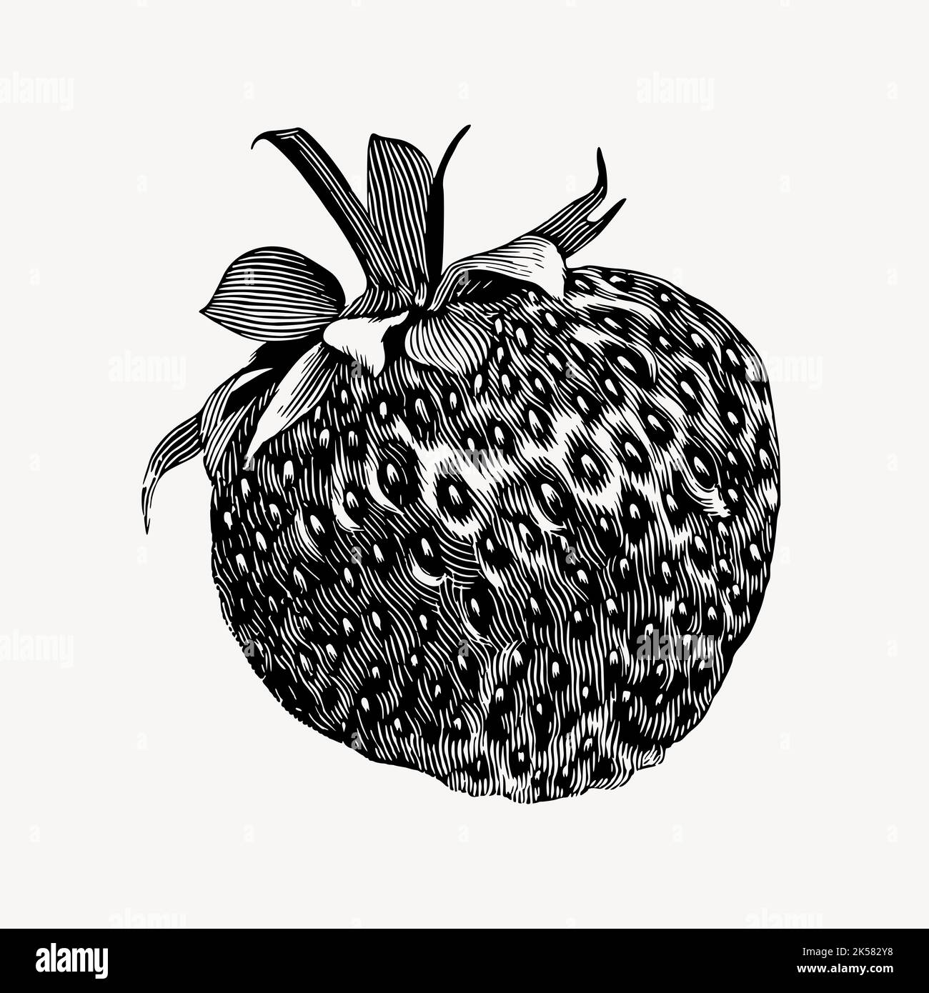 Strawberry drawing, vintage fruit illustration vector Stock Vector