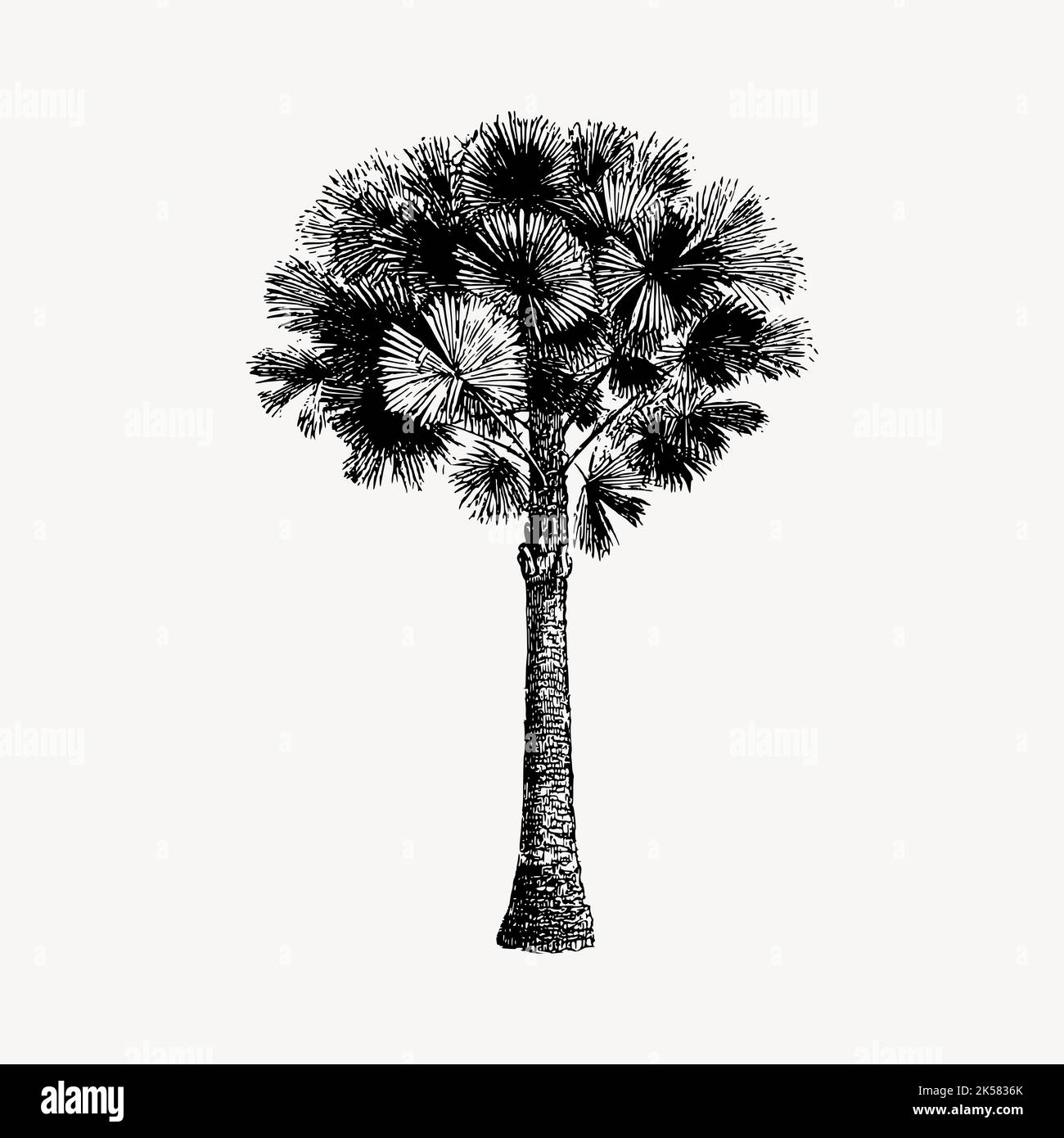 australian-pine-tree-stock-vector-images-alamy