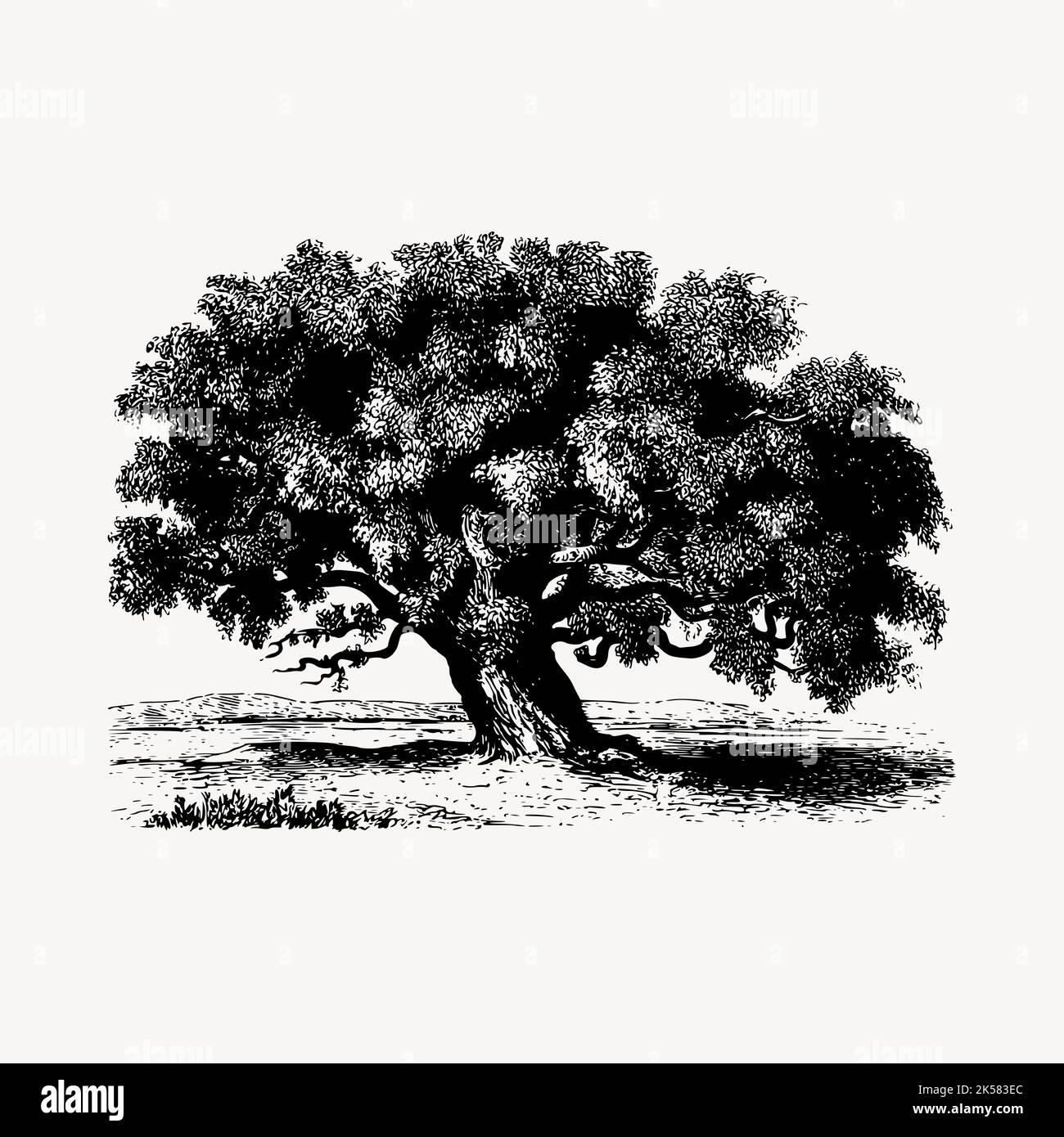 Tamarind tree drawing, vintage botanical illustration vector Stock