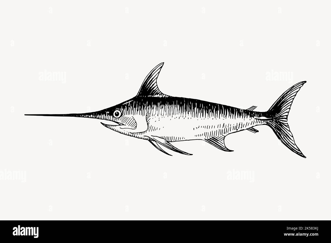 Swordfish drawing, vintage sea animal illustration vector Stock Vector