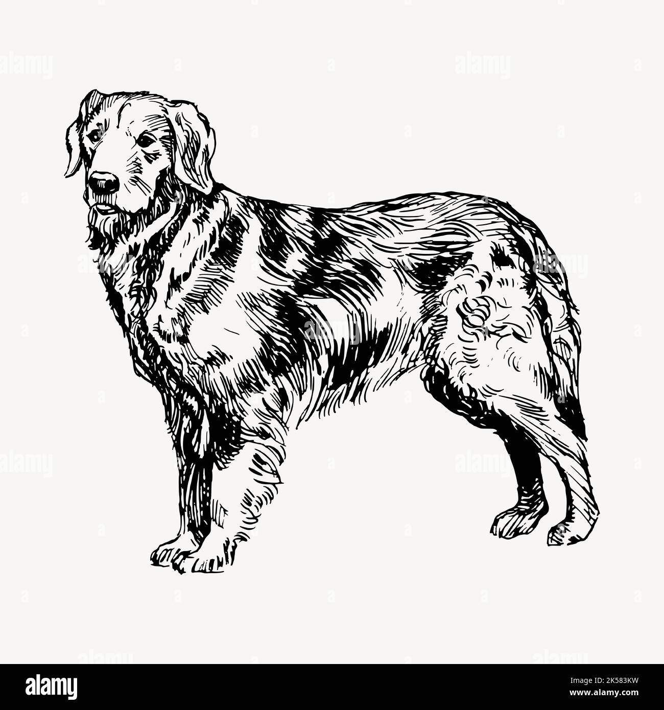 Golden retriever dog drawing, hand drawn animal illustration vector ...