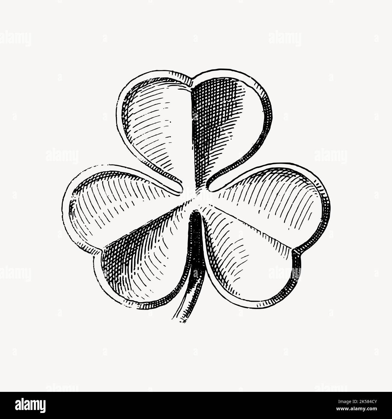 Shamrock clover leaf drawing clipart, Irish botanical illustration