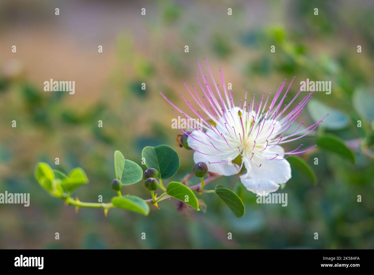 Flinders rose (Capparis spinosa) flower on a blurred background. Stock Photo