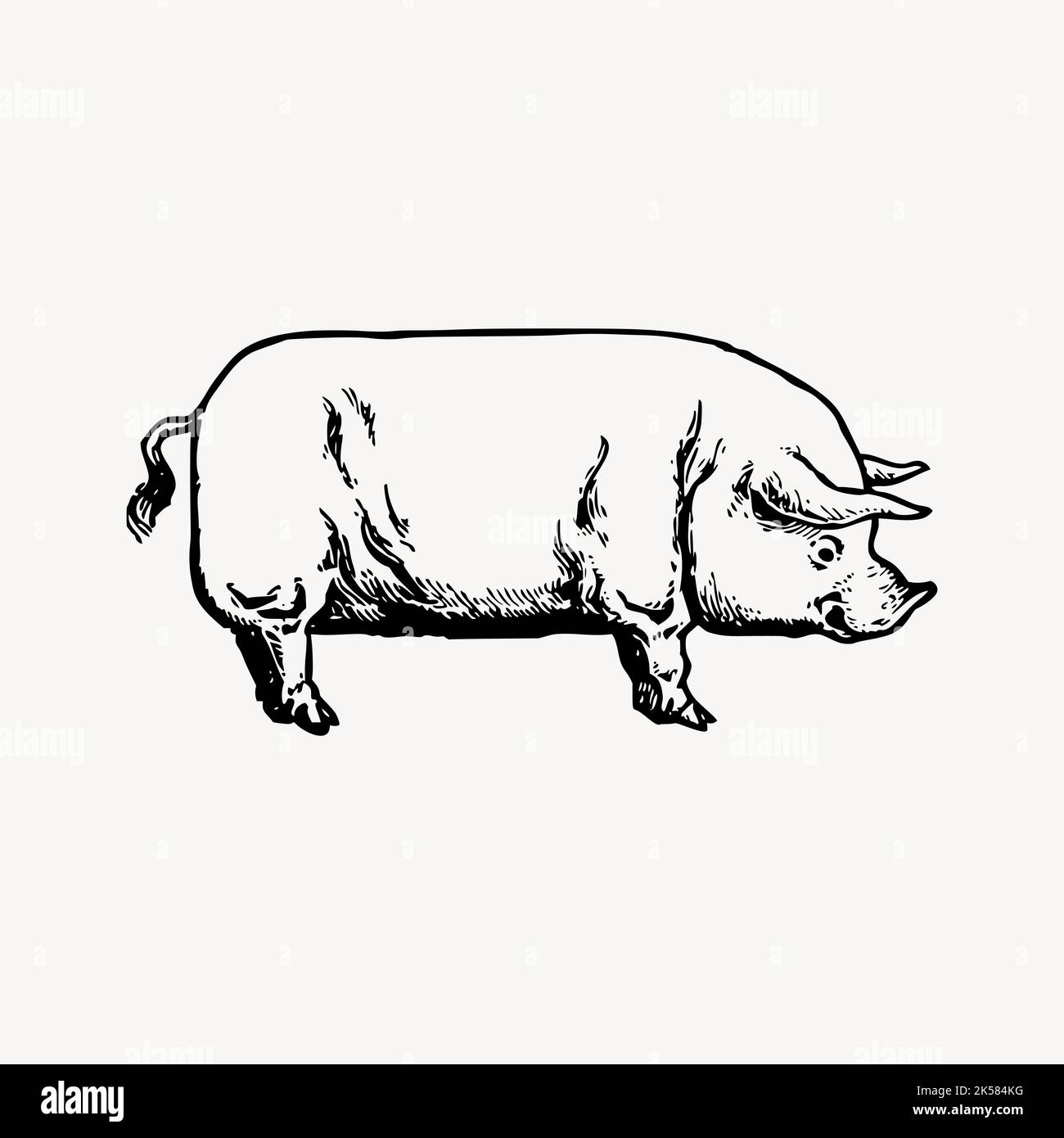 Vintage pig drawing clipart, livestock animal hand drawn illustration