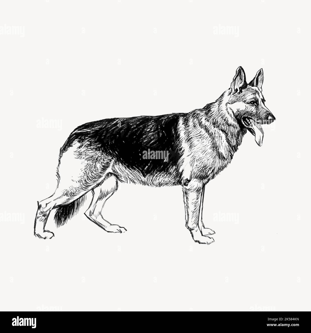 German shepherd dog drawing, vintage animal vector Stock Vector Image