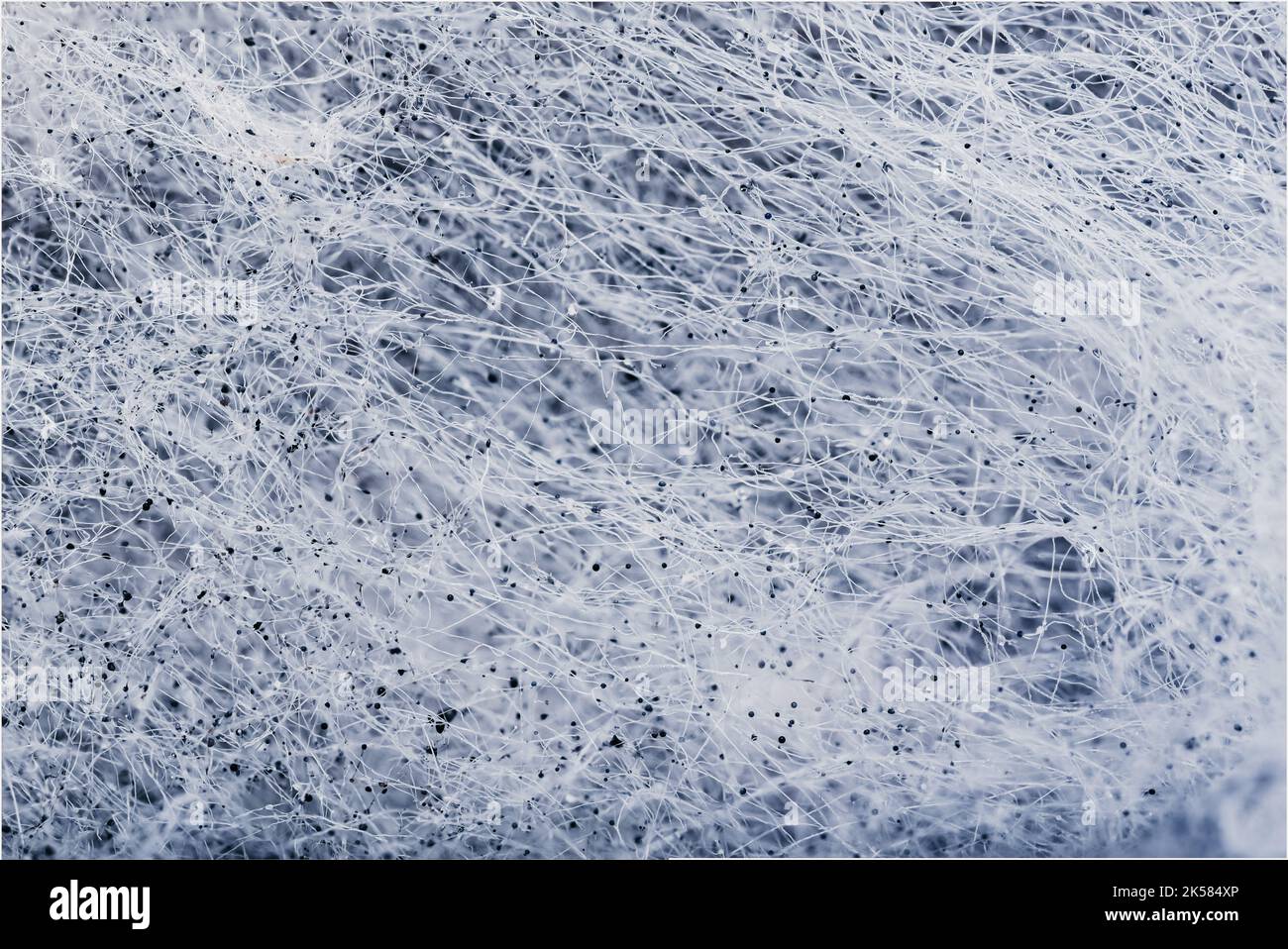 Cheese covered by white mold through the microscope with high