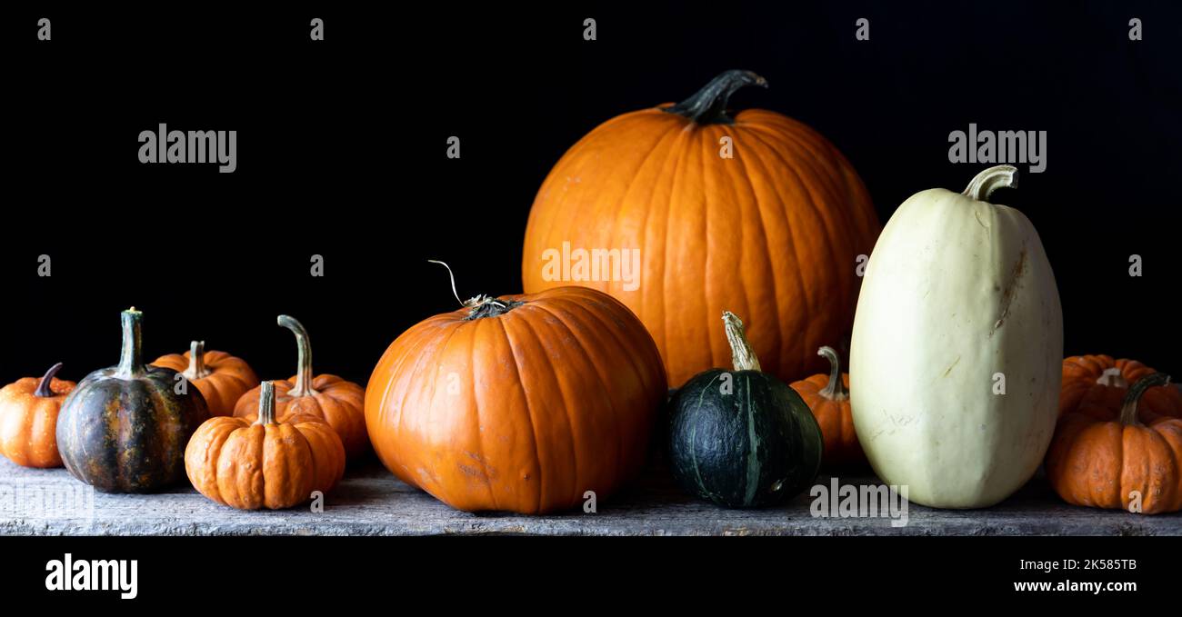 A portrait of pumpkins and other gourds against a black background ...