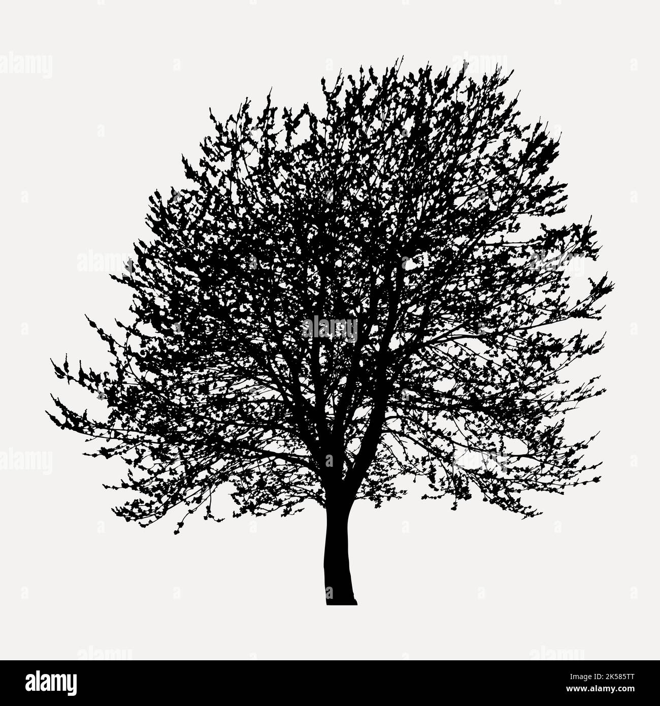 Tree silhouette clipart, botanical illustration in black vector Stock ...