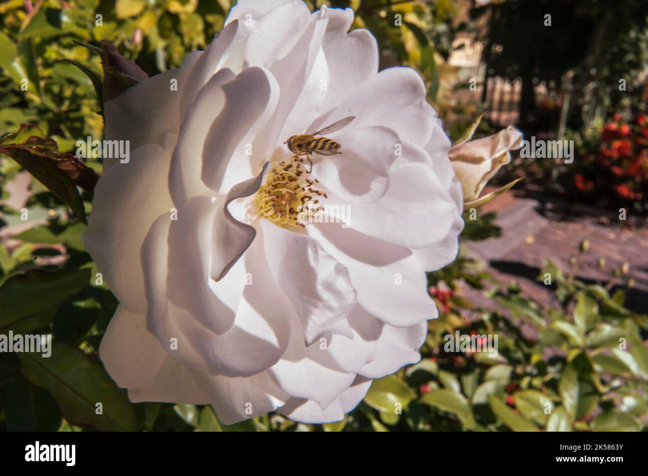 The Rosa arvensis Huds. white colour flower in the garden. Stock Photo