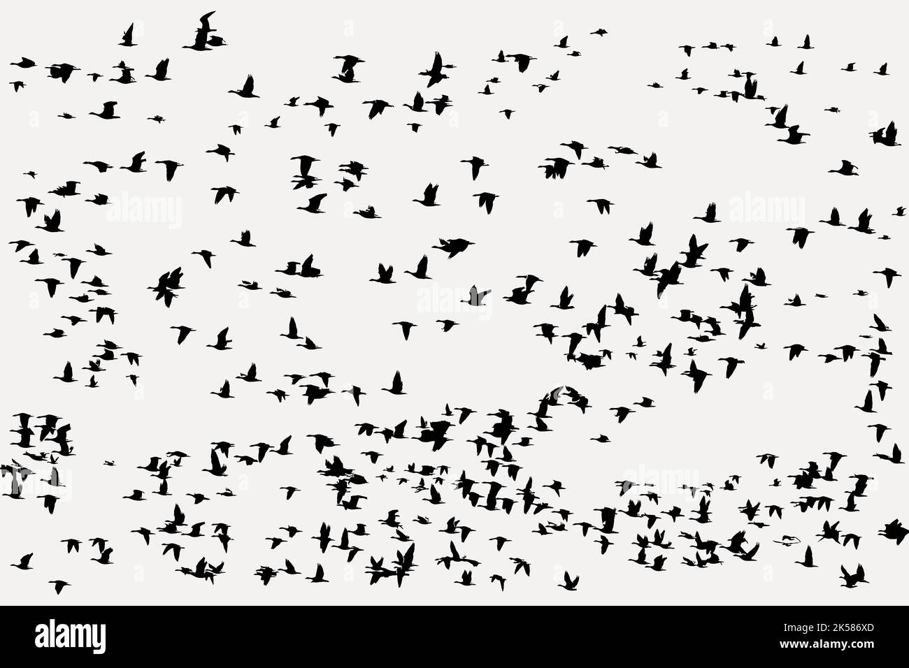 Flying birds silhouette background, animal illustration in black vector ...