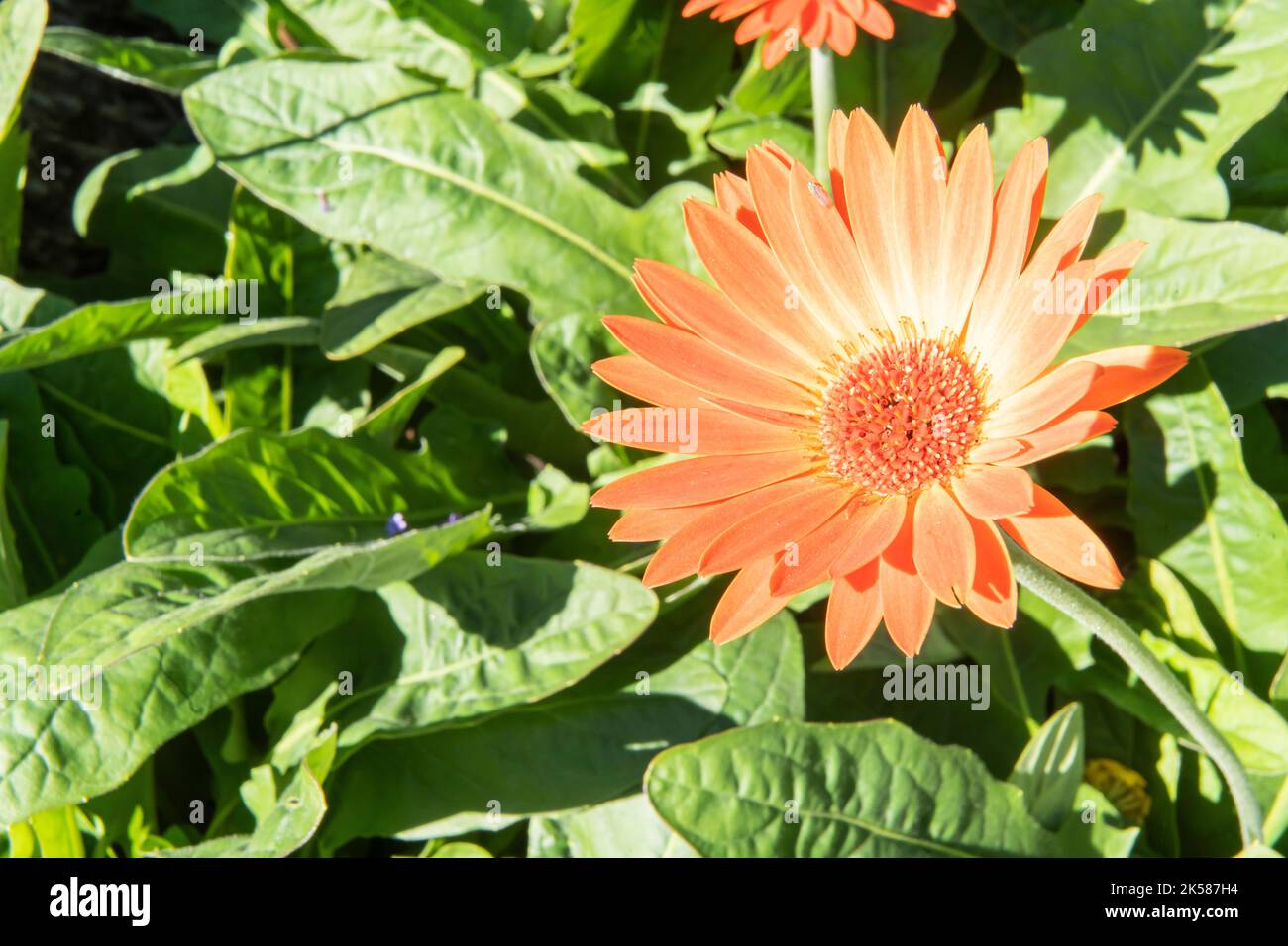 The Callistephus chinensis (L.) Nees light orange colored flower Stock Photo