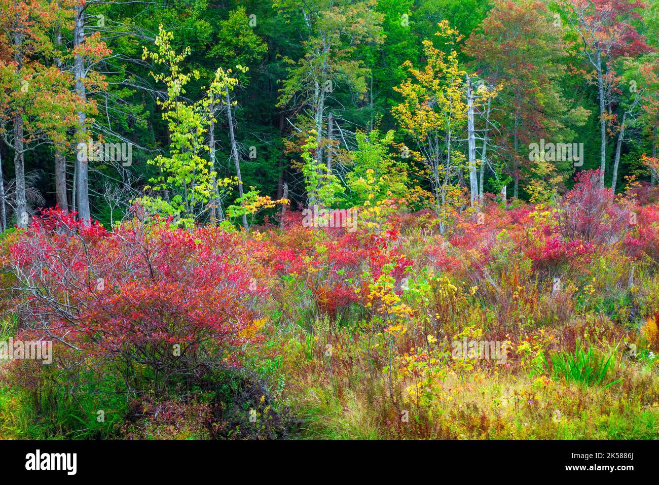 Snow Shanty wetland in autumn at Promised Land State Park in