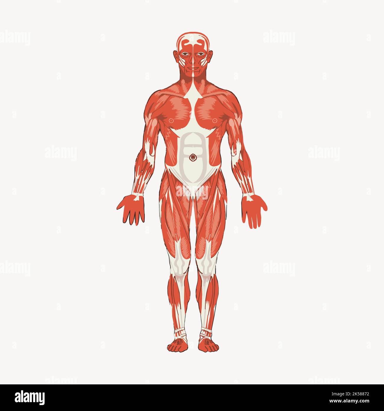 Human body anatomy clipart, vintage illustration vector Stock Vector