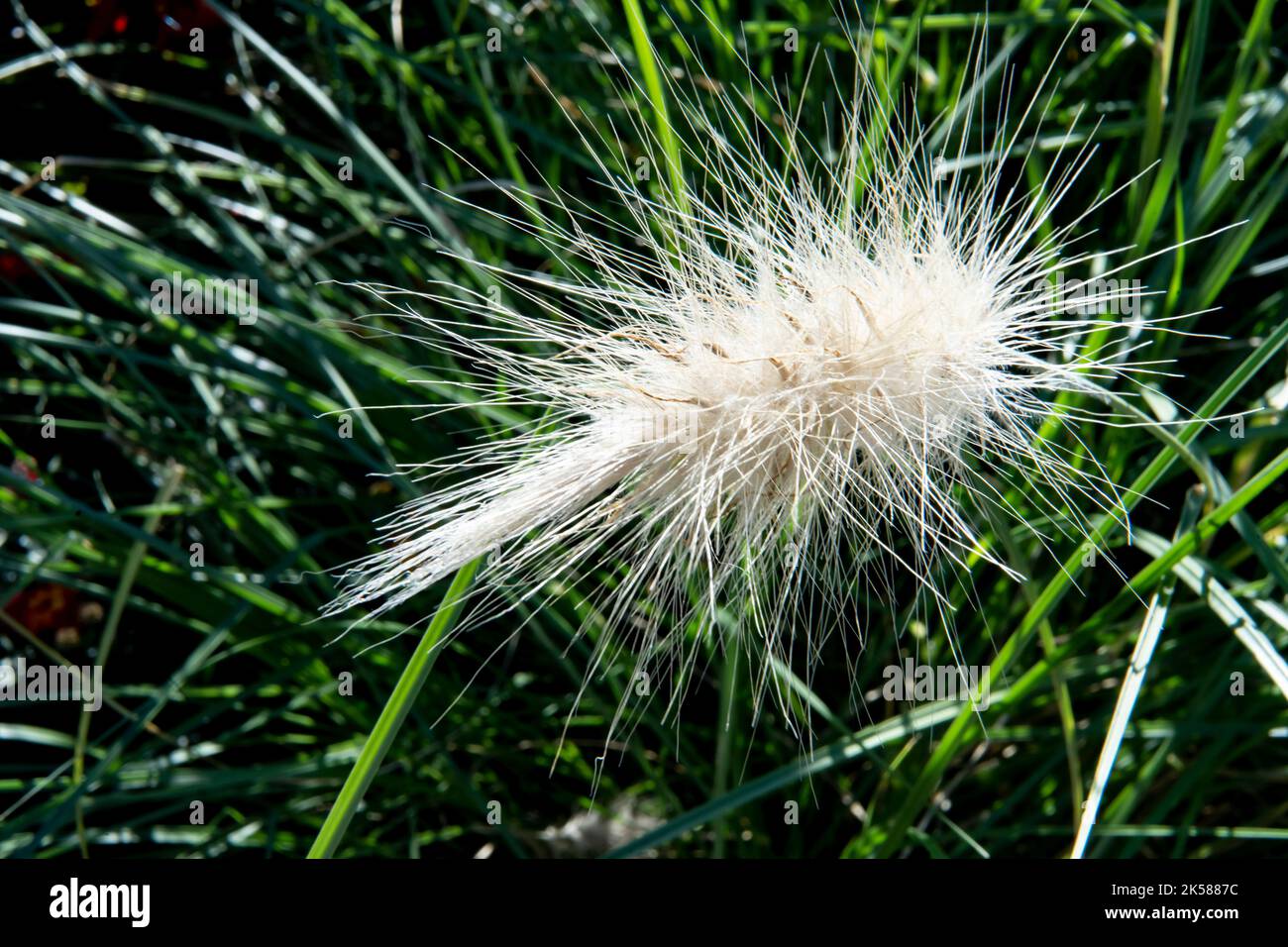 The Cenchrus setaceaus or Fountain grass of Poaceae Stock Photo